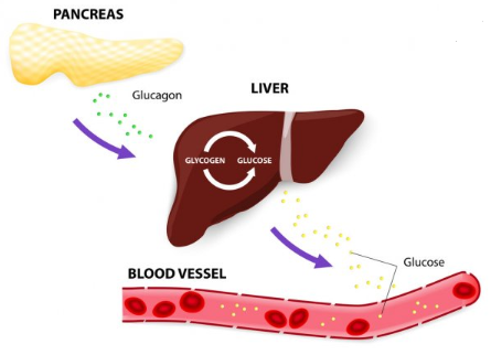 How glycogen is stored in muscles and liver.