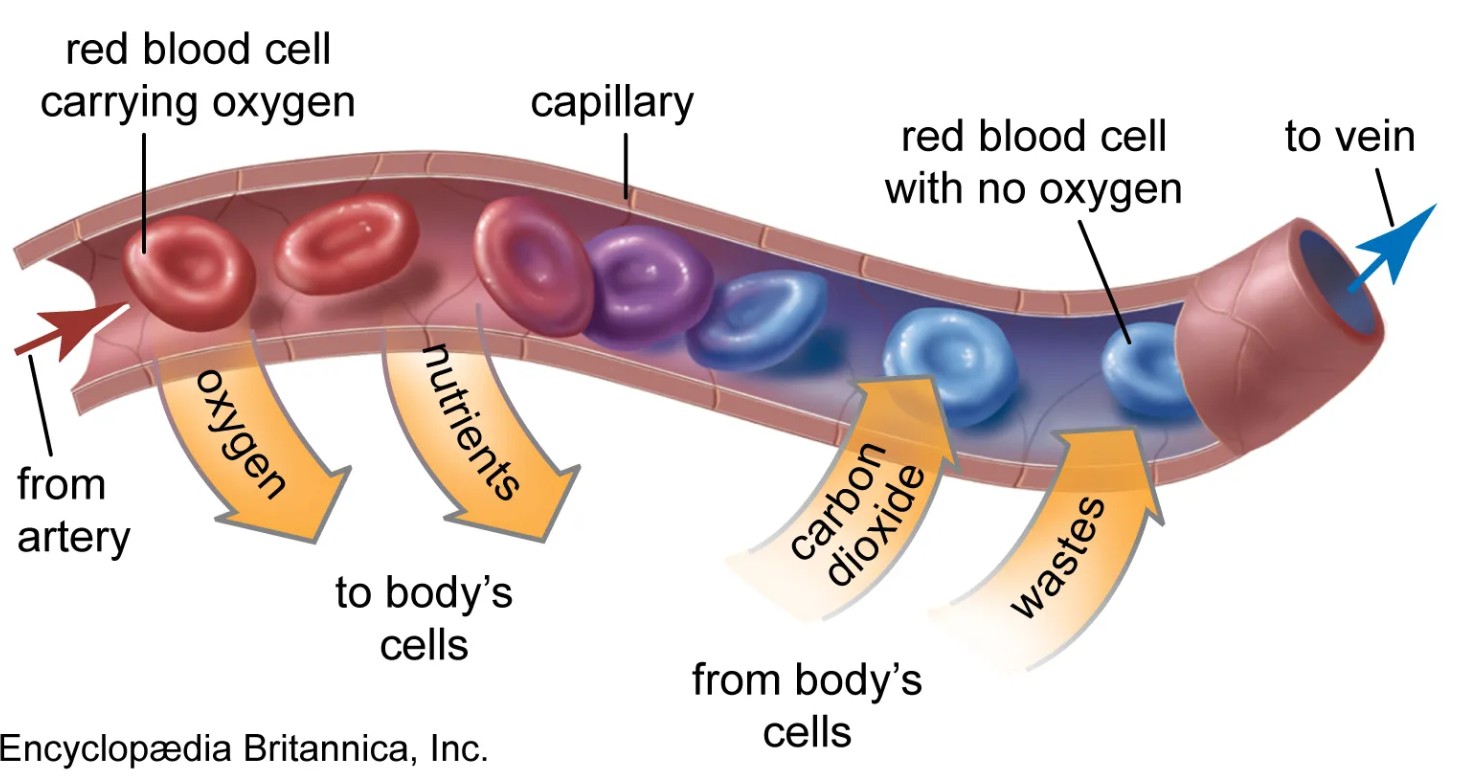 Circulatory system improves through endurance training