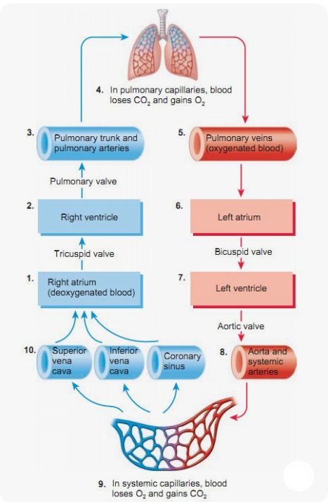 How To Understand Physiology And Endurance Training the pulmonary system illustration
