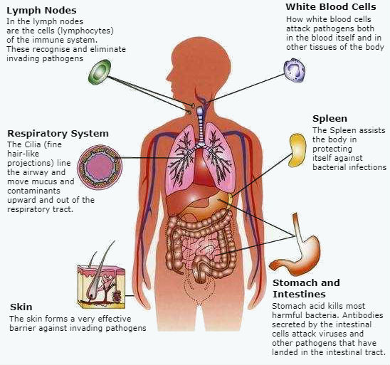 How To Exercise And Boost The Immune System Facts About The Immune System Overview Illustration