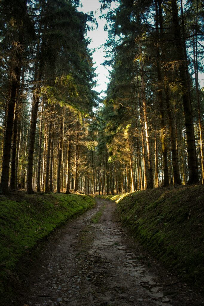 How-To-Experience-Wonderful-Flow-In-Running-Training-Path-In-The-Wood